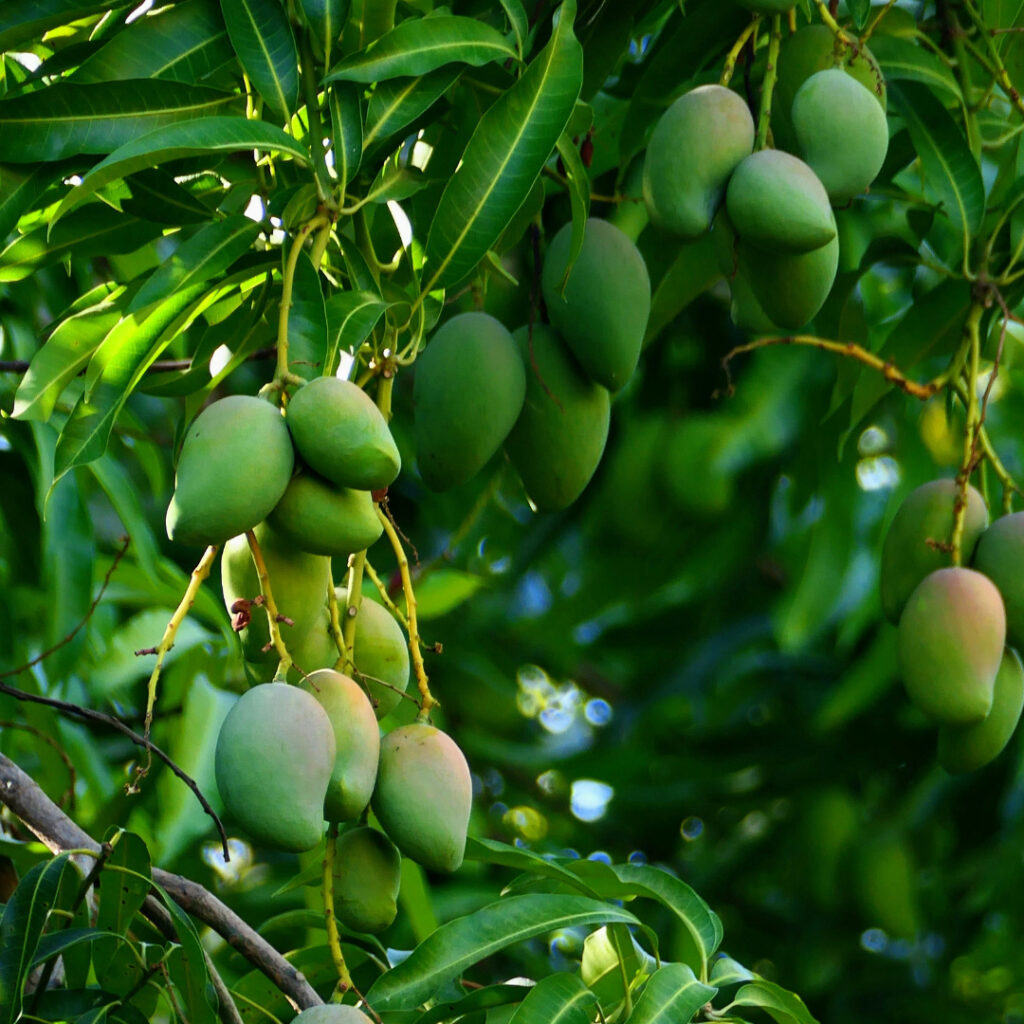 From our farm to your doorstep, the epic journey of our juicy mangoes!