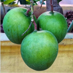 Punasa Mango (3 Kgs)