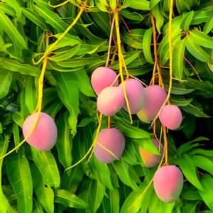 Miyazaki Mango