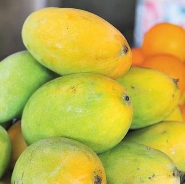 Chinna Rasalu Mango