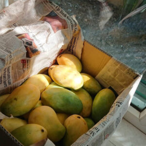 Pedda Rasalu Mango